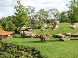 Takin de Mishmi  - Grue de Manchourie