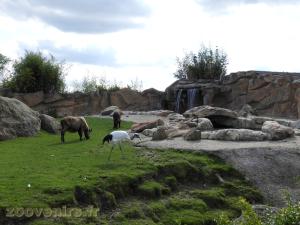 Takin de Mishmi  - Grue de Manchourie