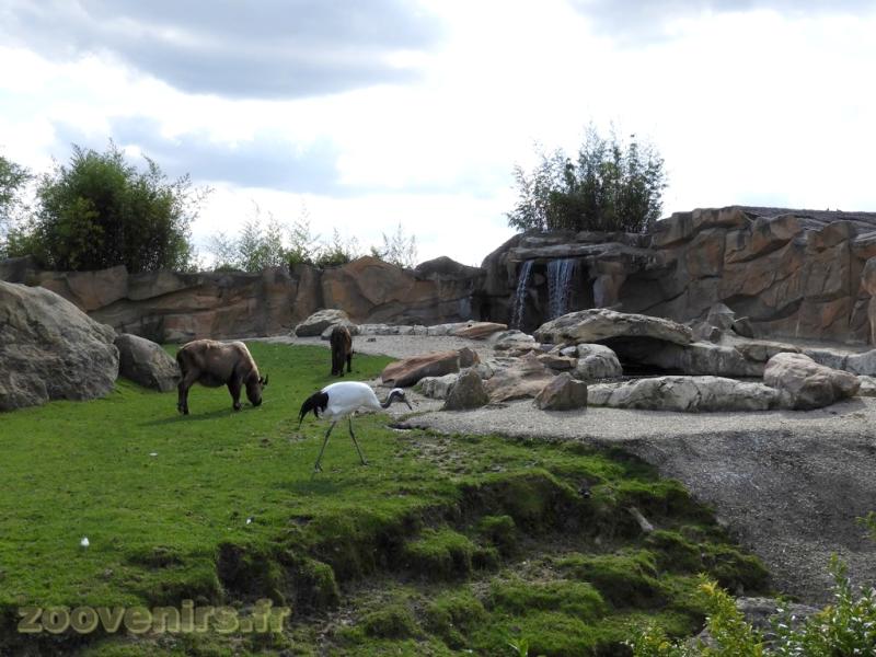 Takin de Mishmi  - Grue de Manchourie