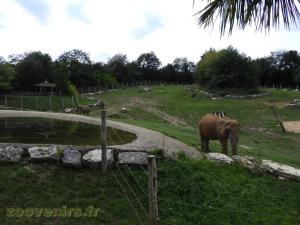 Eléphant d'Afrique