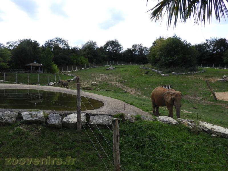Eléphant d'Afrique
