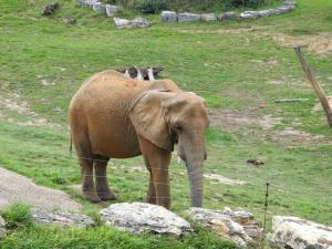 Eléphant d'Afrique