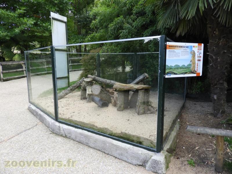 Mangouste naine du Sud
