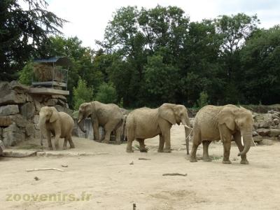 Eléphant d'Afrique - 2018