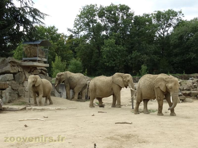 Eléphant d'Afrique