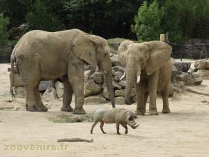 Eléphant d'Afrique - Phacochère