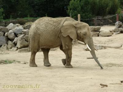 Eléphant d'Afrique - 2018