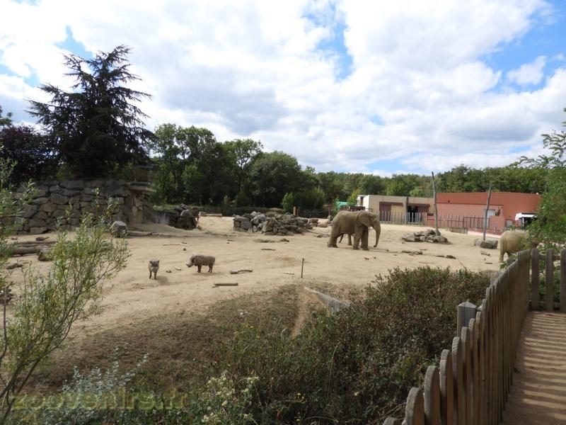 Eléphant d'Afrique - Phacochère