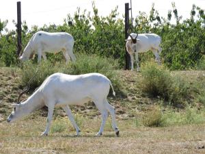 Addax 
