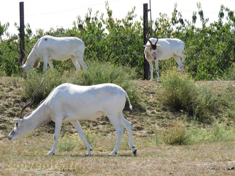 Addax 