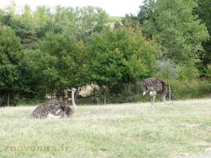 Autruche