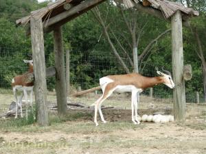 Gazelle de Dama