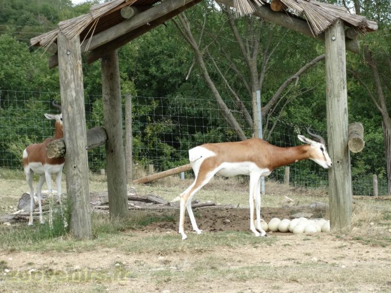 Gazelle de Dama