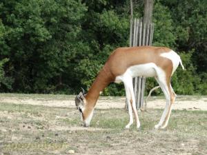 Gazelle de Dama