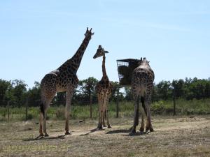 Girafe