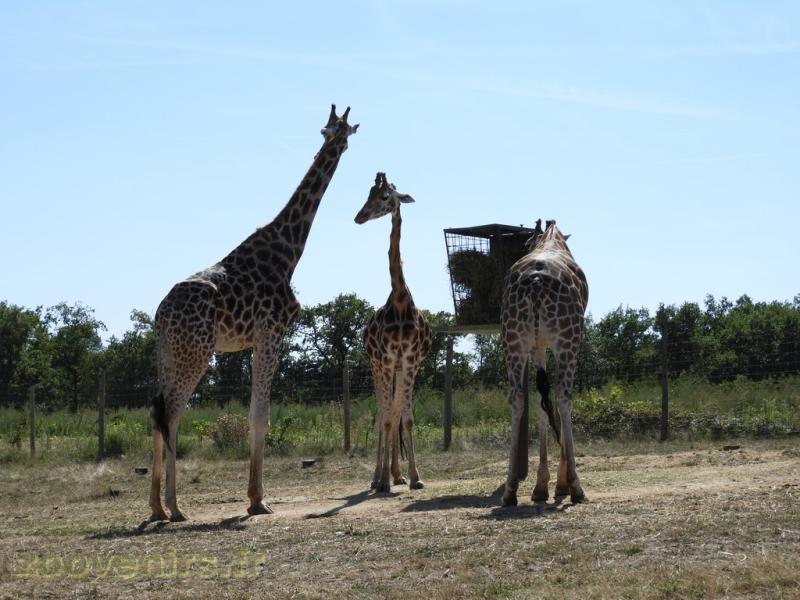 Girafe