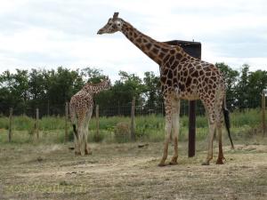 Girafe