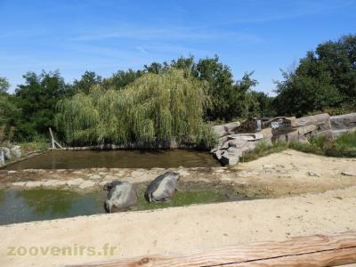 Hippopotame amphibie - 2018