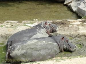 Hippopotame amphibie