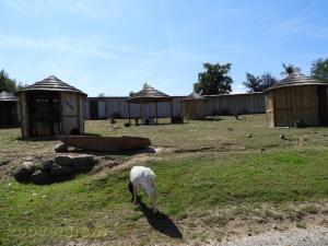 Mouton de Somalie