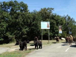 Ours baribal - Bison d'Amérique