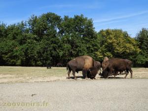 Bison d'Amérique