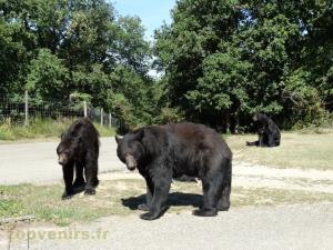 Ours baribal