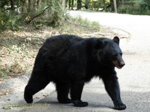 Ours baribal