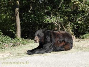 Ours baribal