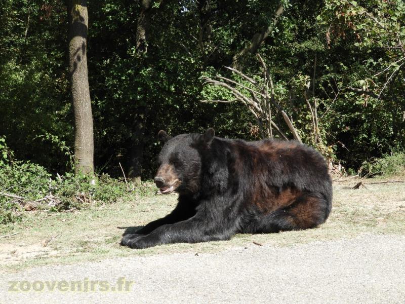 Ours baribal