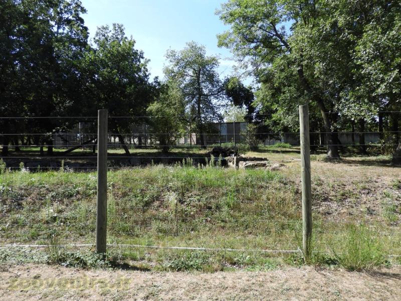 Ours polaire