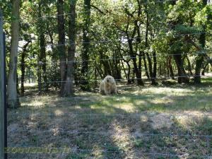 Ours polaire