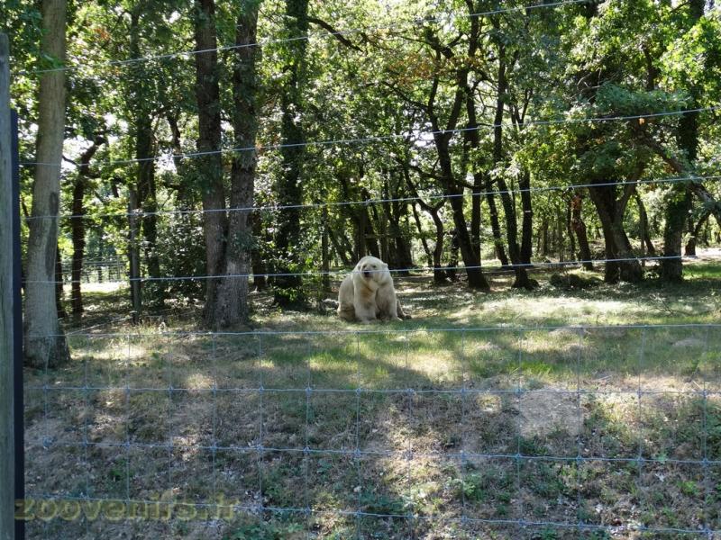 Ours polaire