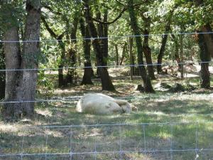 Ours polaire