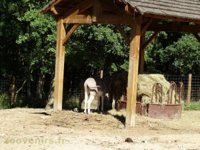 Ane de Somalie - 2018