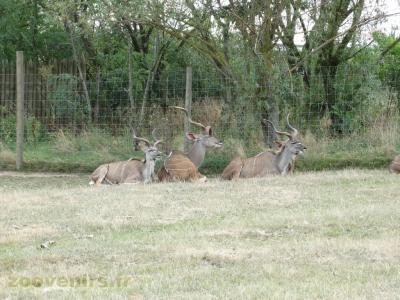 Grand koudou - 2018