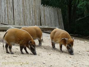 Potamochère