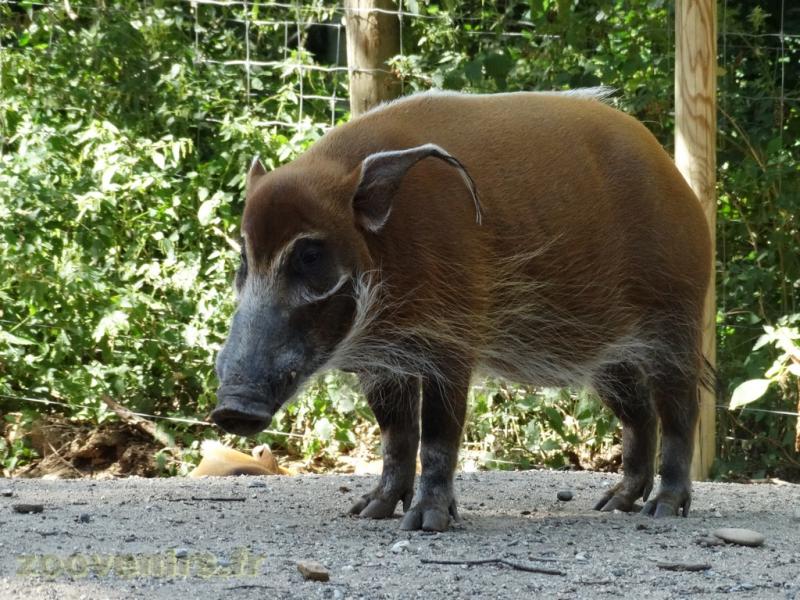Potamochère
