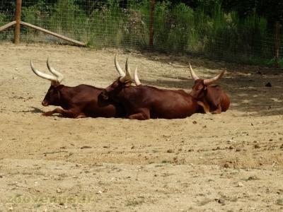 Bœuf Watussi - 2018