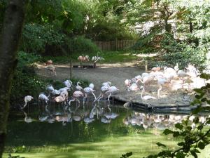 Flamant rose