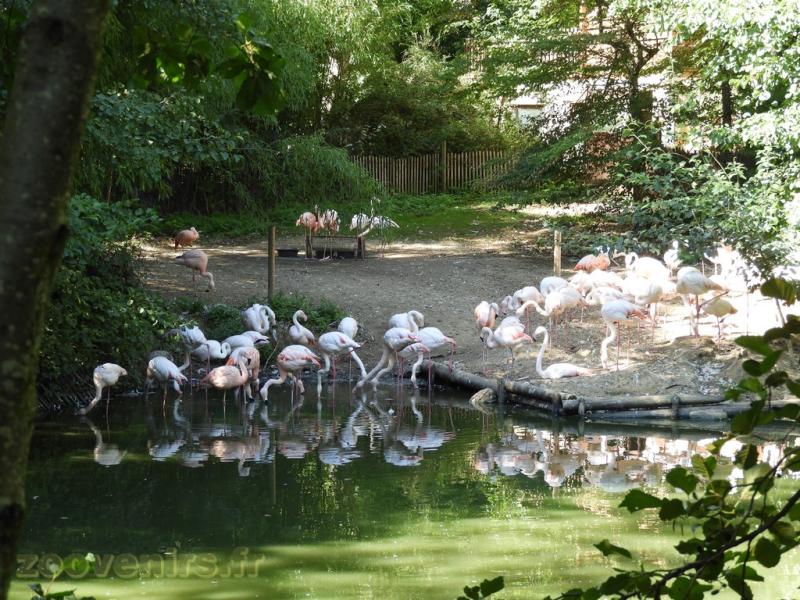 Flamant rose