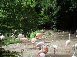 Flamant rose