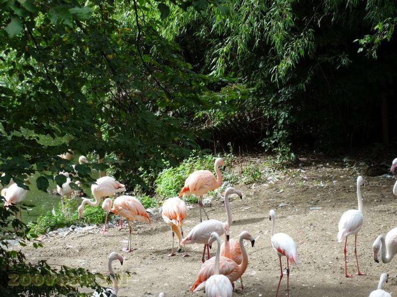 Flamant rose