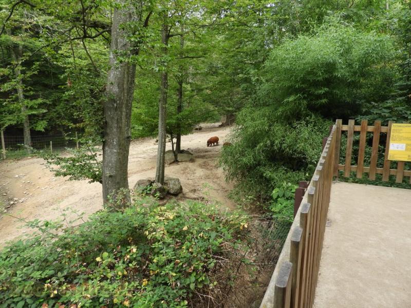 Potamochère