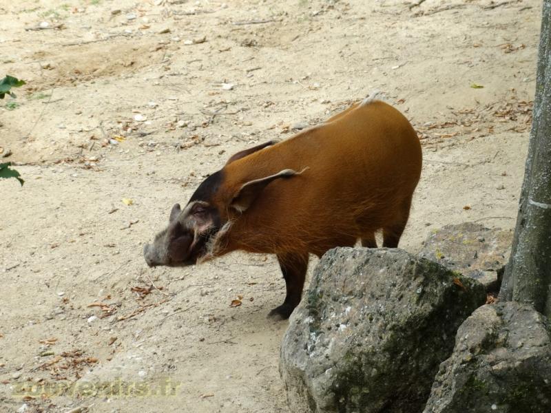 Potamochère