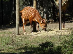 Bongo
