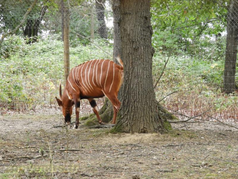 Bongo