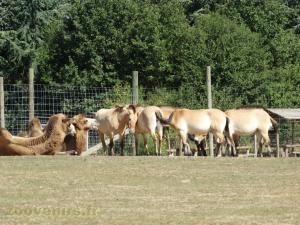 Chameau - Cheval de Przewalski