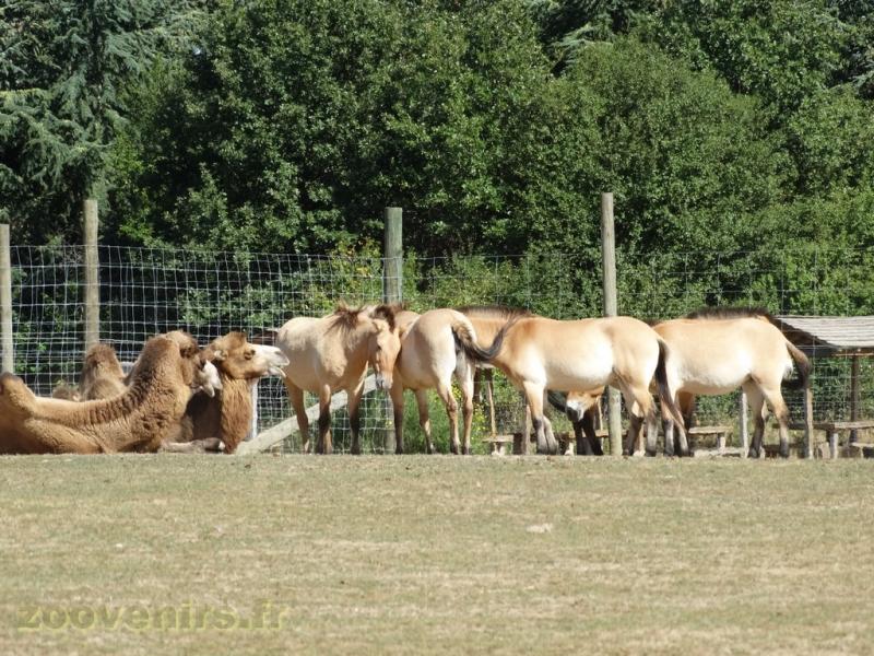 Chameau - Cheval de Przewalski