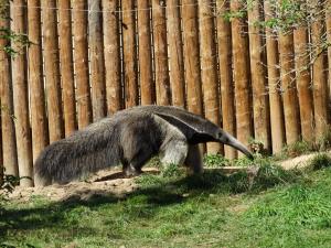 Tamanoir